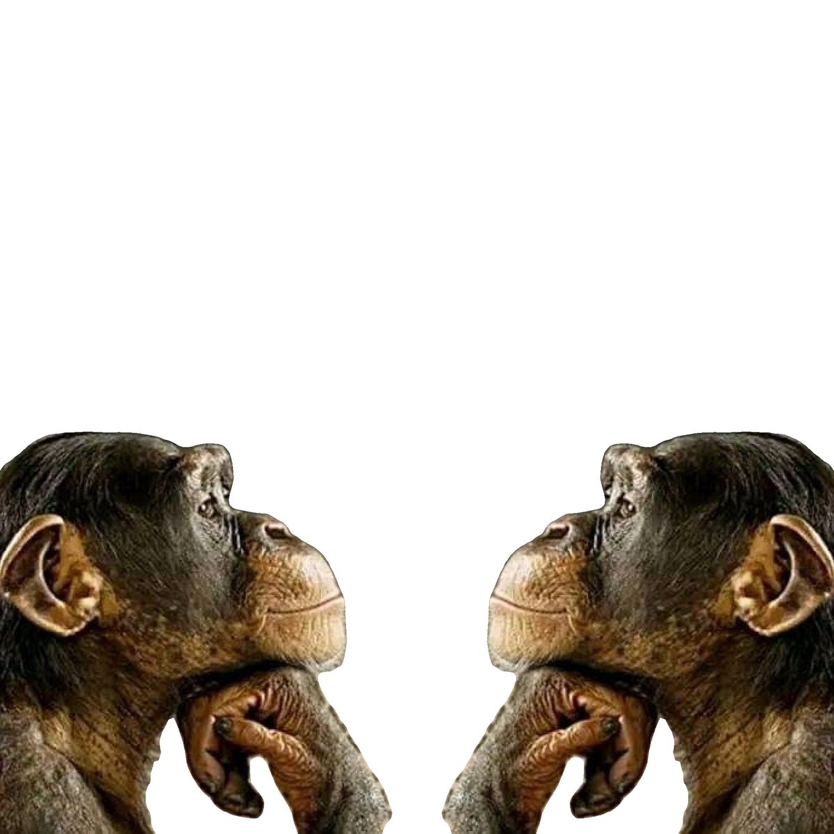 Knock-off Discount Butterflies tweet media