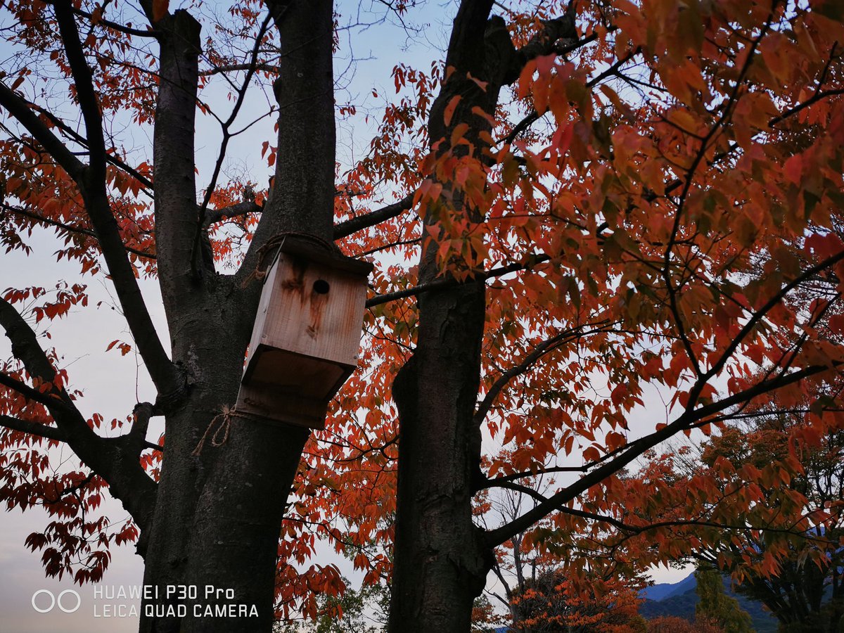 tamagottidayo_'s tweet photo. 紅葉してるねぇ!
とても16000円のスマホとは思えない()
Shot on Huawei P30Pro
#HuaweiP30Pro https://t.co/AGplp0IFM0