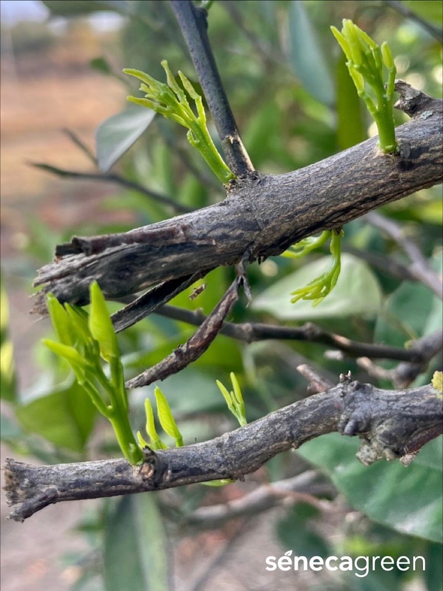 Seneca Green Agro tweet media