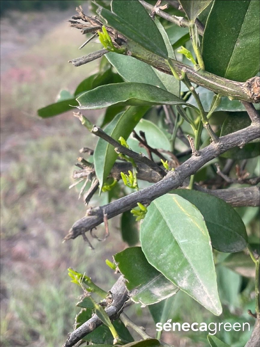 Seneca Green Agro tweet media