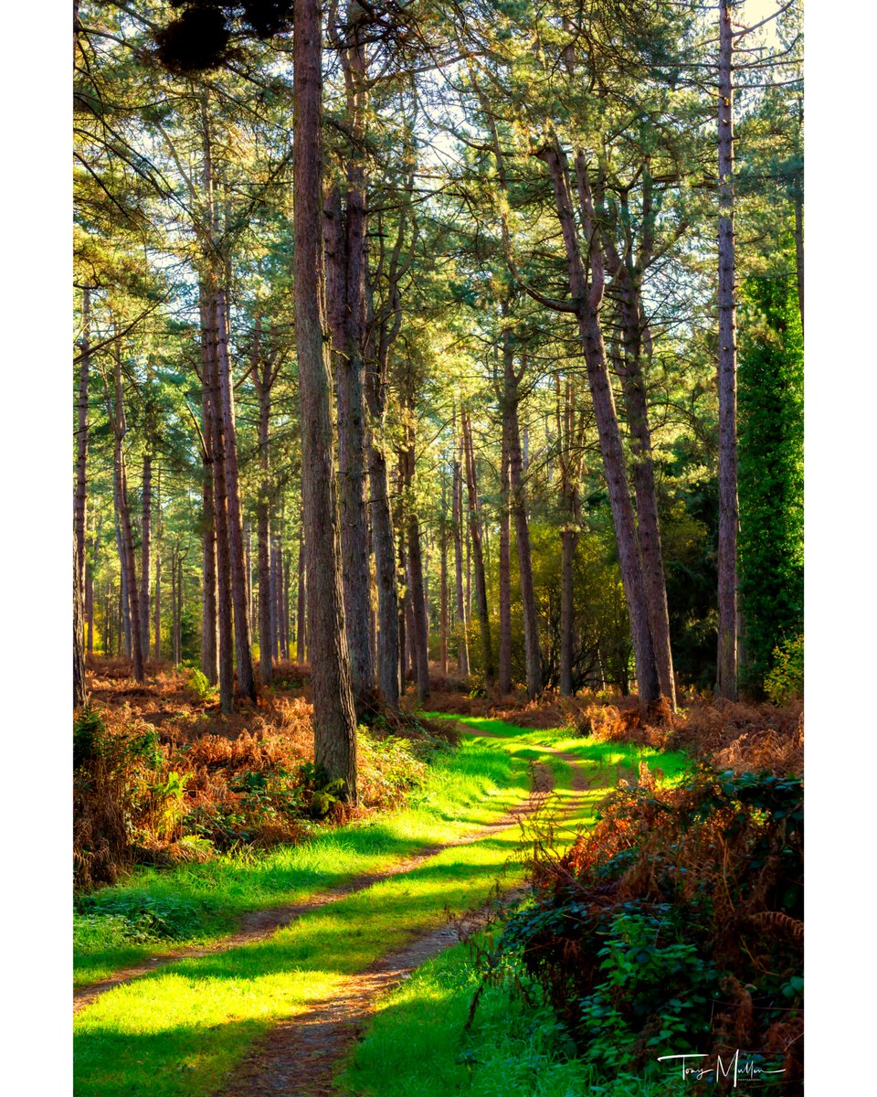 Tony Mullen Photography tweet media