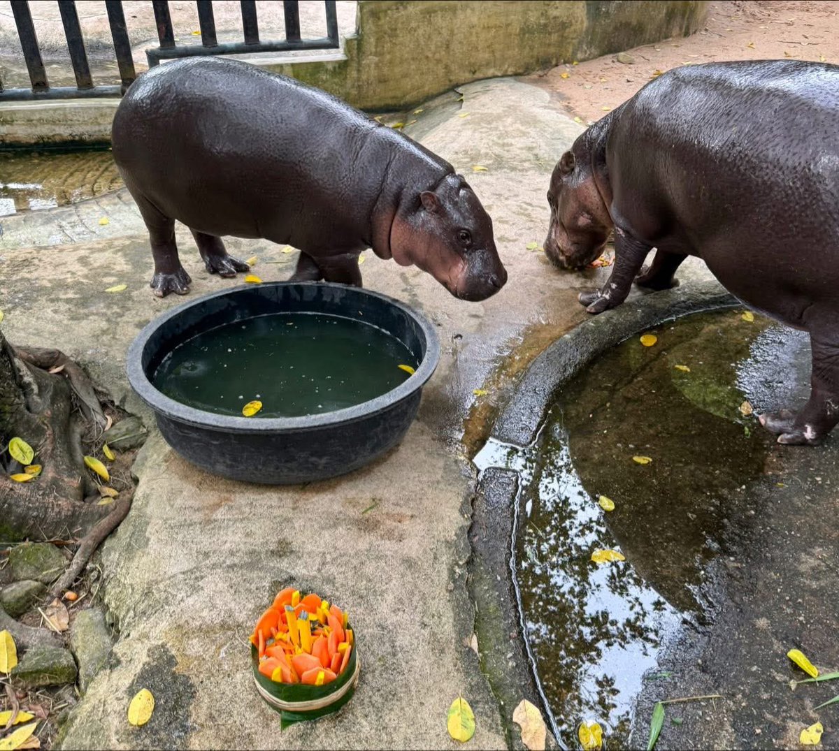 นางนพปีนี้ 555
ภาพโดย ai #hippo #PygmyHippo #ขาหมูแอนด์เดอะแก๊ง #หมูเด้งเด้งกี่โมง #Moodeng #พี่ขาหมู #สวนสัตว์เปิดเขาเขียว