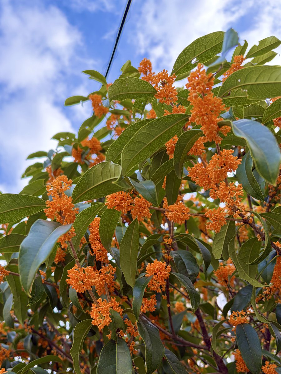 金木犀の香りを嗅ぎながら今日も引越し荷物を運んでます📦📦📦📦📦
近いから全部自分で運ぼうと思いましたがすごく大変ですねｗｗ
でもこれも今週までなんで頑張ります💪🔥