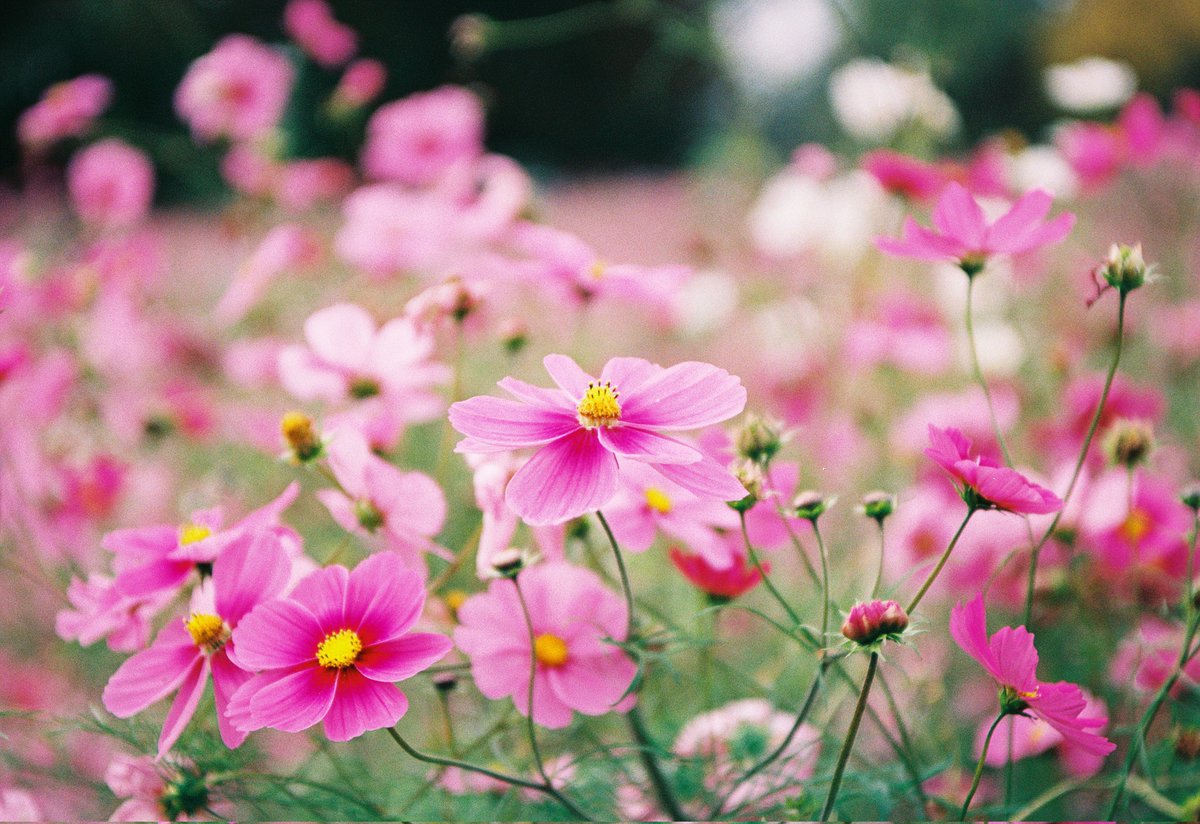 ぽんこつ@スマホ写真 on X