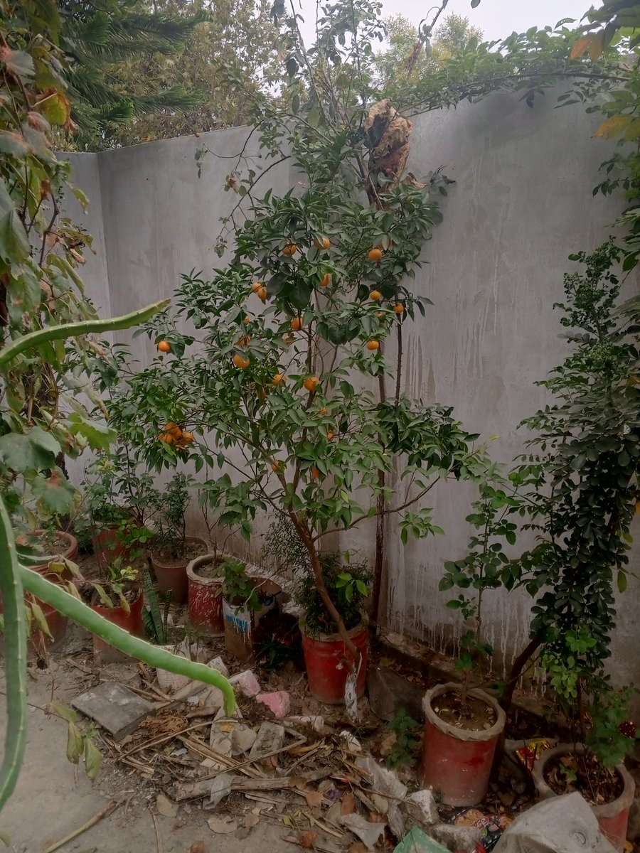 ماشاءاللہ 
میرے گھر میں
تسی سڑو🤣🤣🤣🙏