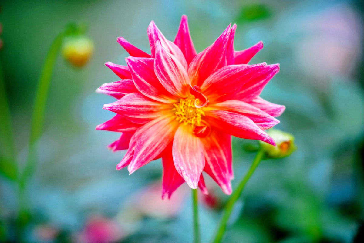 DULLAH（ドラウ）、野菜畑、希少画集画、新品額装付、状態良好 まぁちゃん123 on X