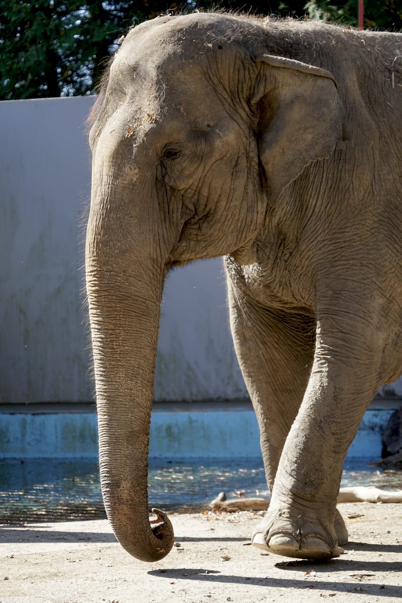 giantrogo's tweet image. 動物園に行ってきた。