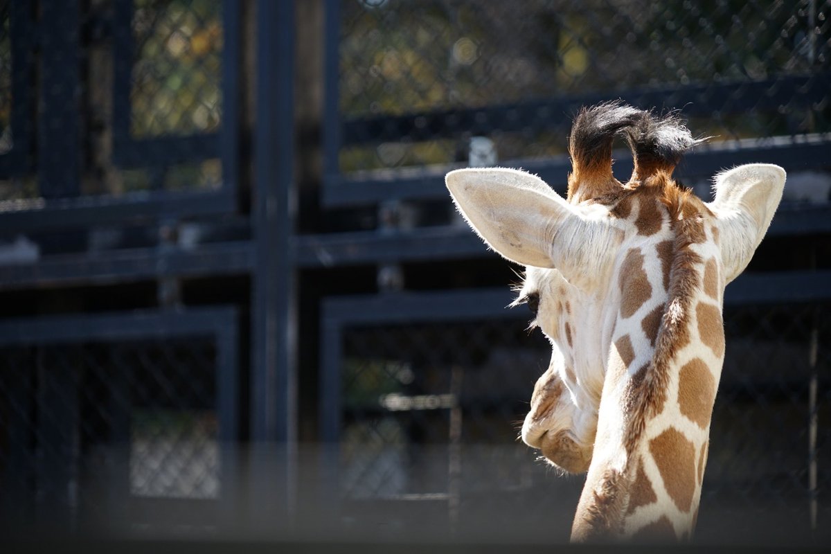 giantrogo's tweet image. 動物園に行ってきた。