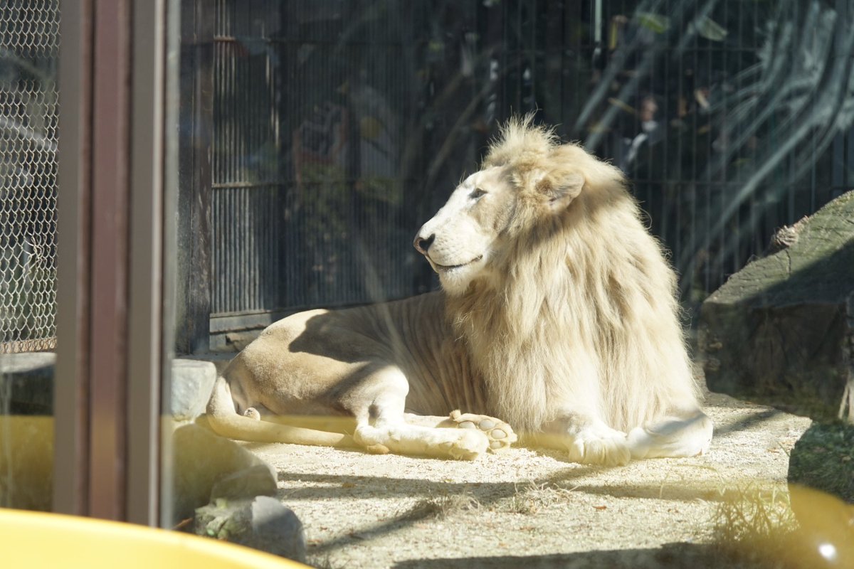 giantrogo's tweet image. 動物園に行ってきた。