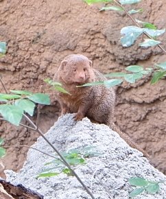 キセキリオページ リオ on X