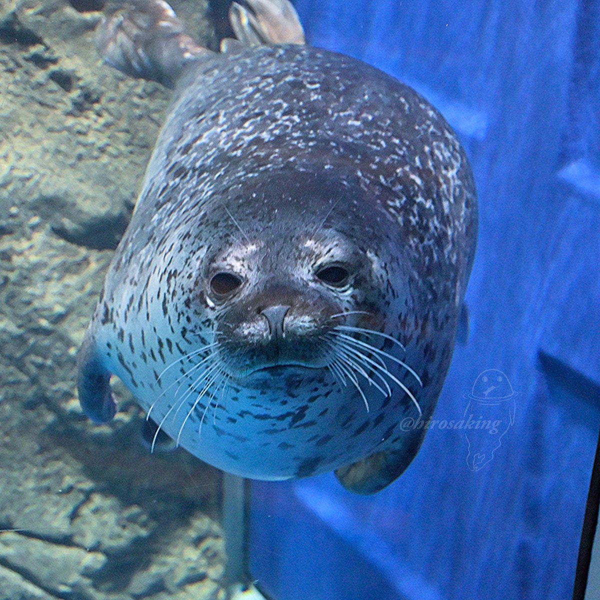 たっぷりココアち #新江ノ島水族館 #ゴマフアザラシ