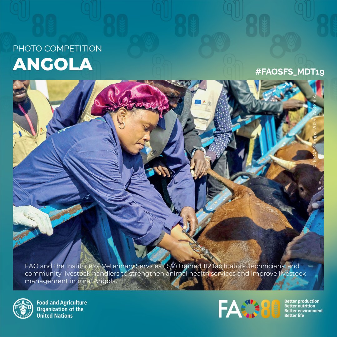 faosfsafrica's tweet photo. 📷🗳️🇦🇴
🌱 From dry fields to flourishing farms
 💧 Solar-powered irrigation &amp; Farmer Field Schools
 🐄 Stronger animal health systems for climate resilience

In Huíla Province, @FAO &amp; partners are empowering communities through water access, training &amp; innovation #FRESAN https://t.co/HGOfabxT8e