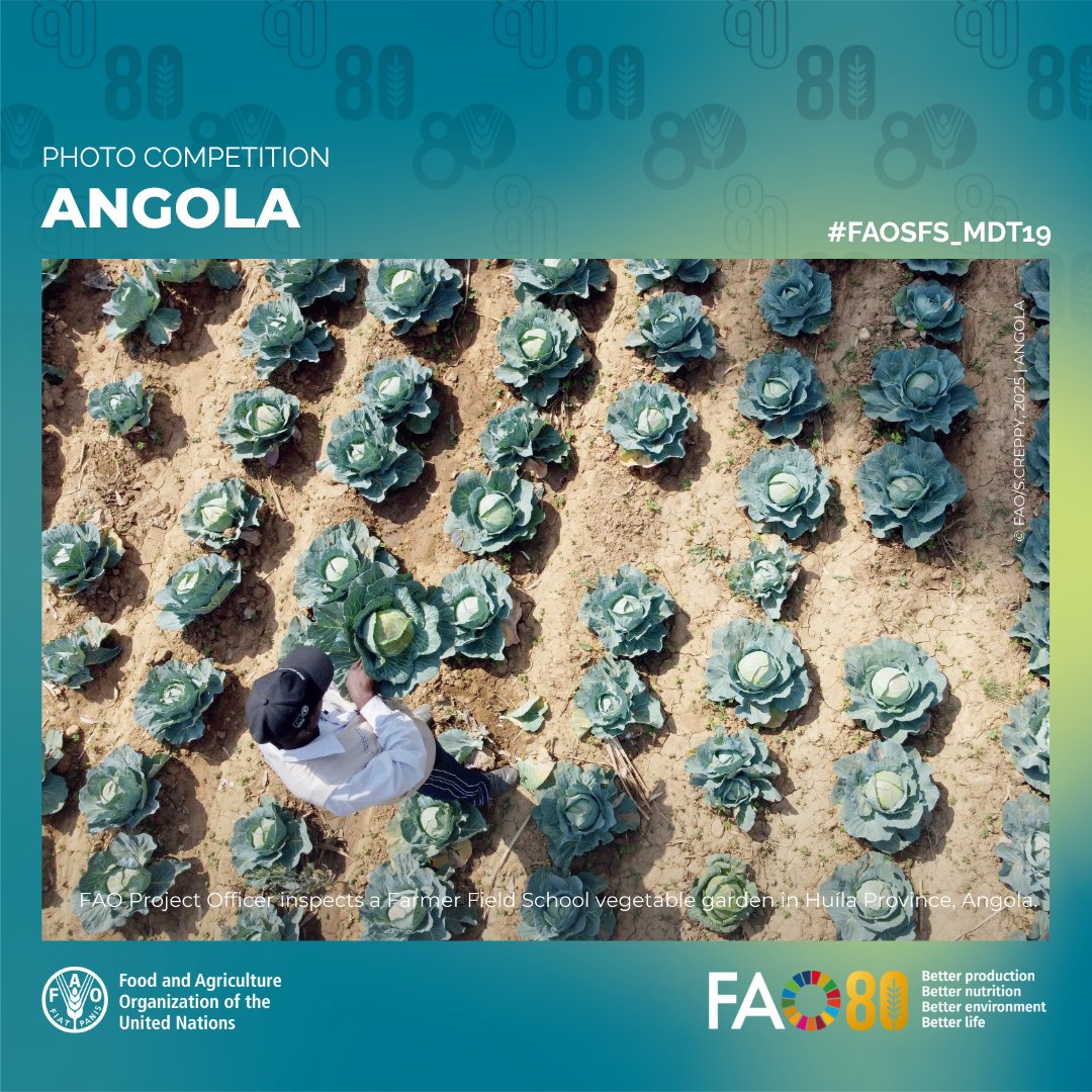 faosfsafrica's tweet photo. 📷🗳️🇦🇴
🌱 From dry fields to flourishing farms
 💧 Solar-powered irrigation &amp; Farmer Field Schools
 🐄 Stronger animal health systems for climate resilience

In Huíla Province, @FAO &amp; partners are empowering communities through water access, training &amp; innovation #FRESAN https://t.co/HGOfabxT8e