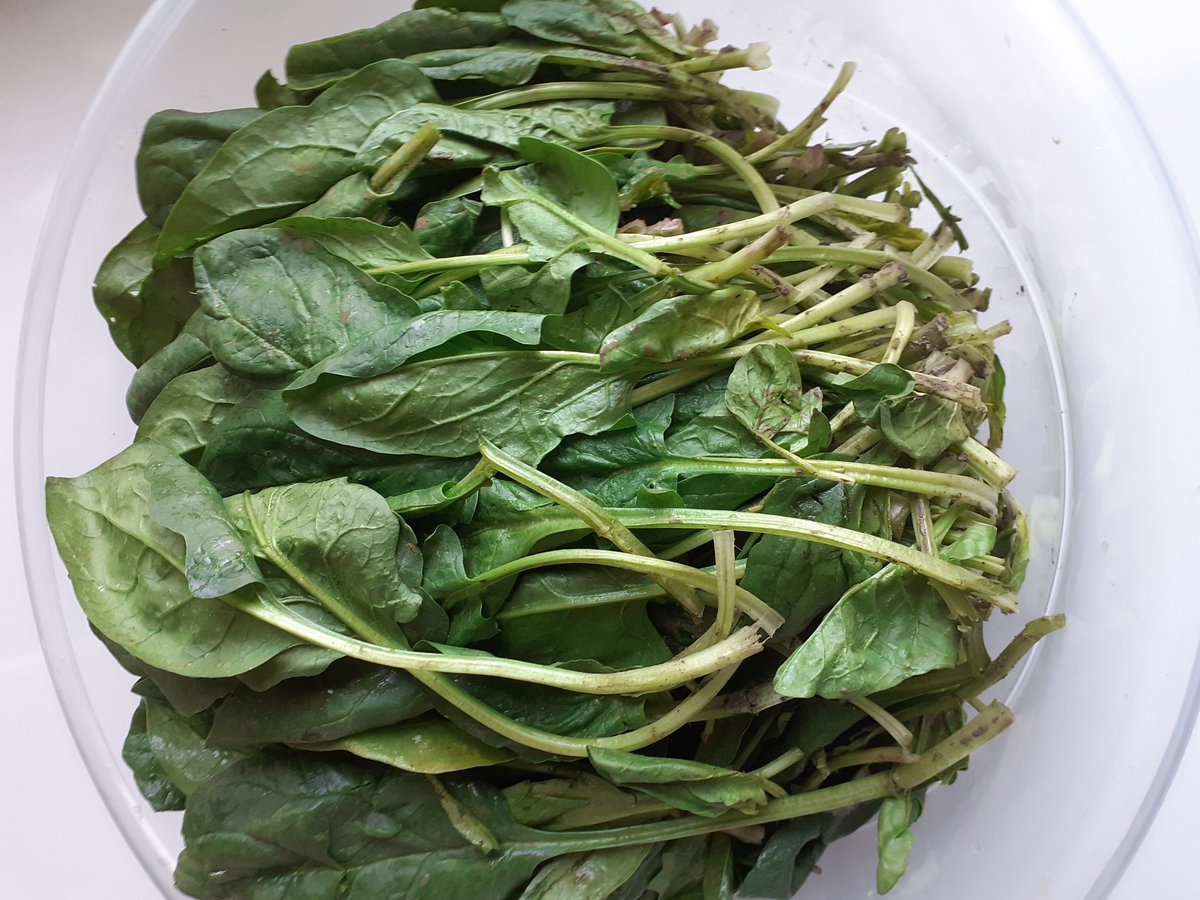 Ey ıspanak
Derin bir suya dalar gibi
Gelini hamamda yıkar gibi
Misler gibi çamurundan arındıracağım seni.
Bıçağın altına yatırıp
İnce ince kıyacağım
Ketılda kaynattığım suyu 
Üzerine döküp haşlayacağım seni.☺️
(çamurlu ıspanağa şiyir)