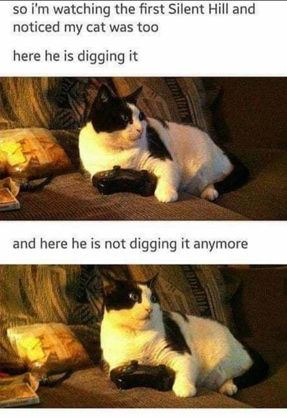 WholesomeMemes (@wholesomememe) on Twitter photo 