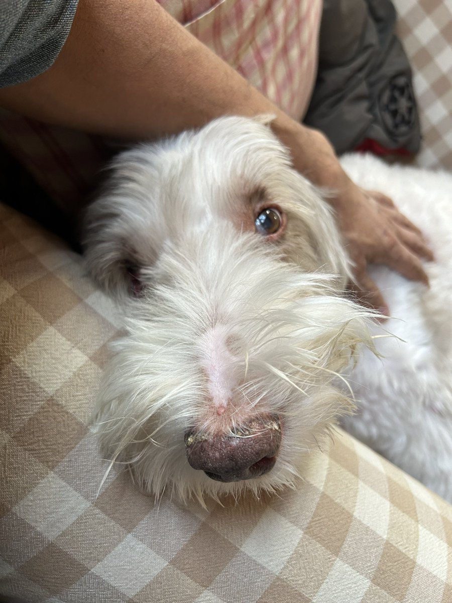 giantrogo's tweet image. 寒い季節になるのに、さっぱりと刈り込まれました。