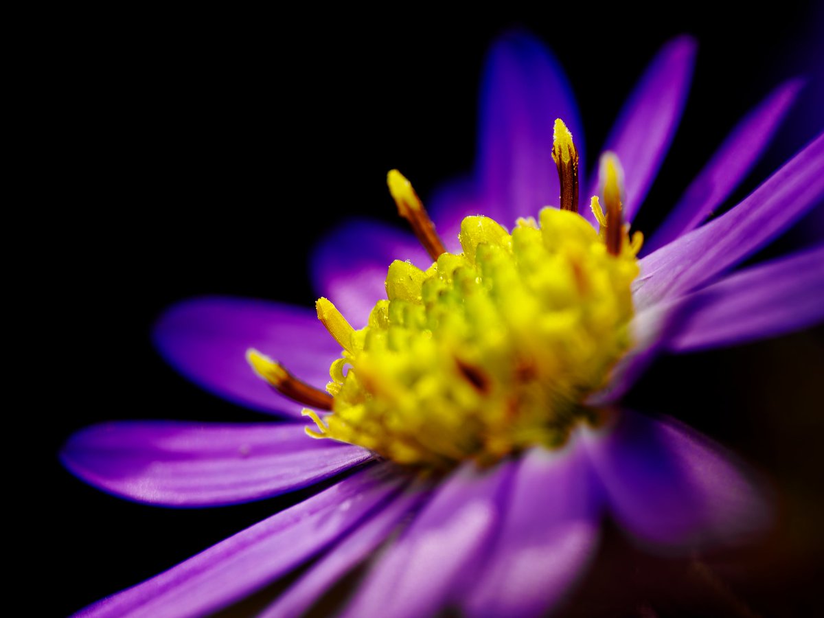 菜花ページ ペケ on X