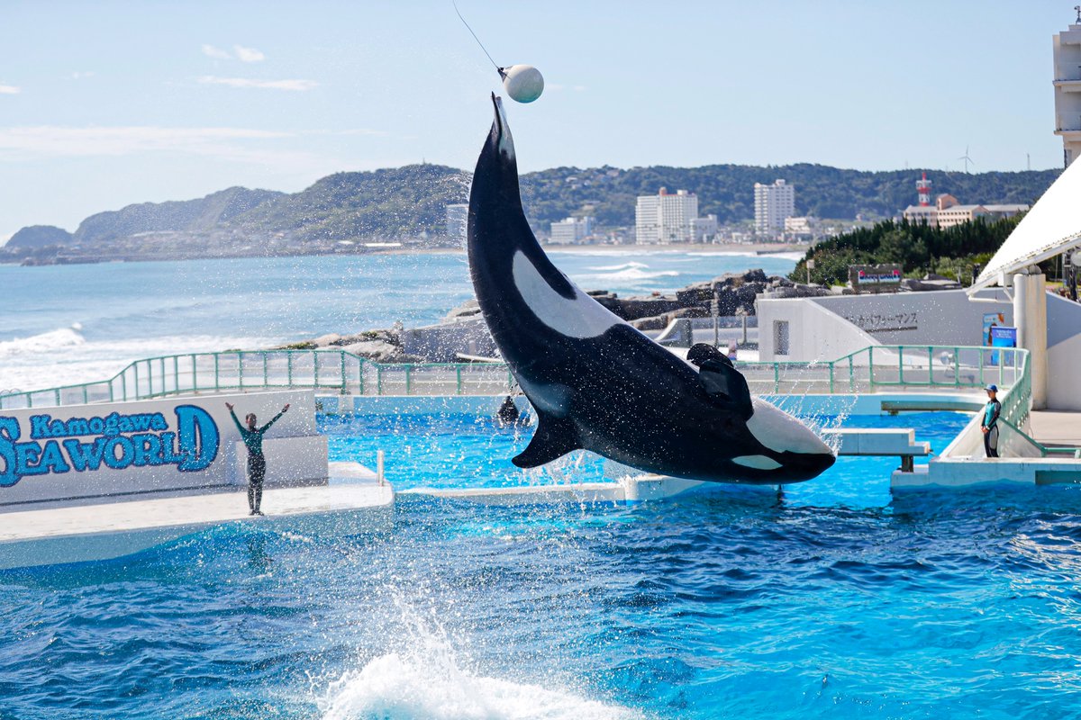 【レア】鴨川シーワールド　シャチ　ポスター（B2サイズ） レア】鴨川シーワールド シャチ ポスター（B2サイズ） 鴨川シー