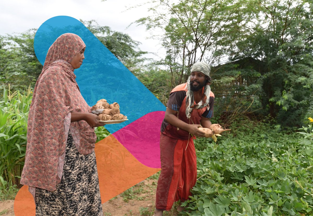 Asma, 22 was displaced from her village in Oromia 8 years ago &amp; spent years relying on aid in an IDP camp. Today, she's transformed a flood-prone piece of land in 🇪🇹’s Somali Region into thriving vegetable garden, feeding her family&amp;earning her own income.
africa.unwomen.org/en/stories/int…