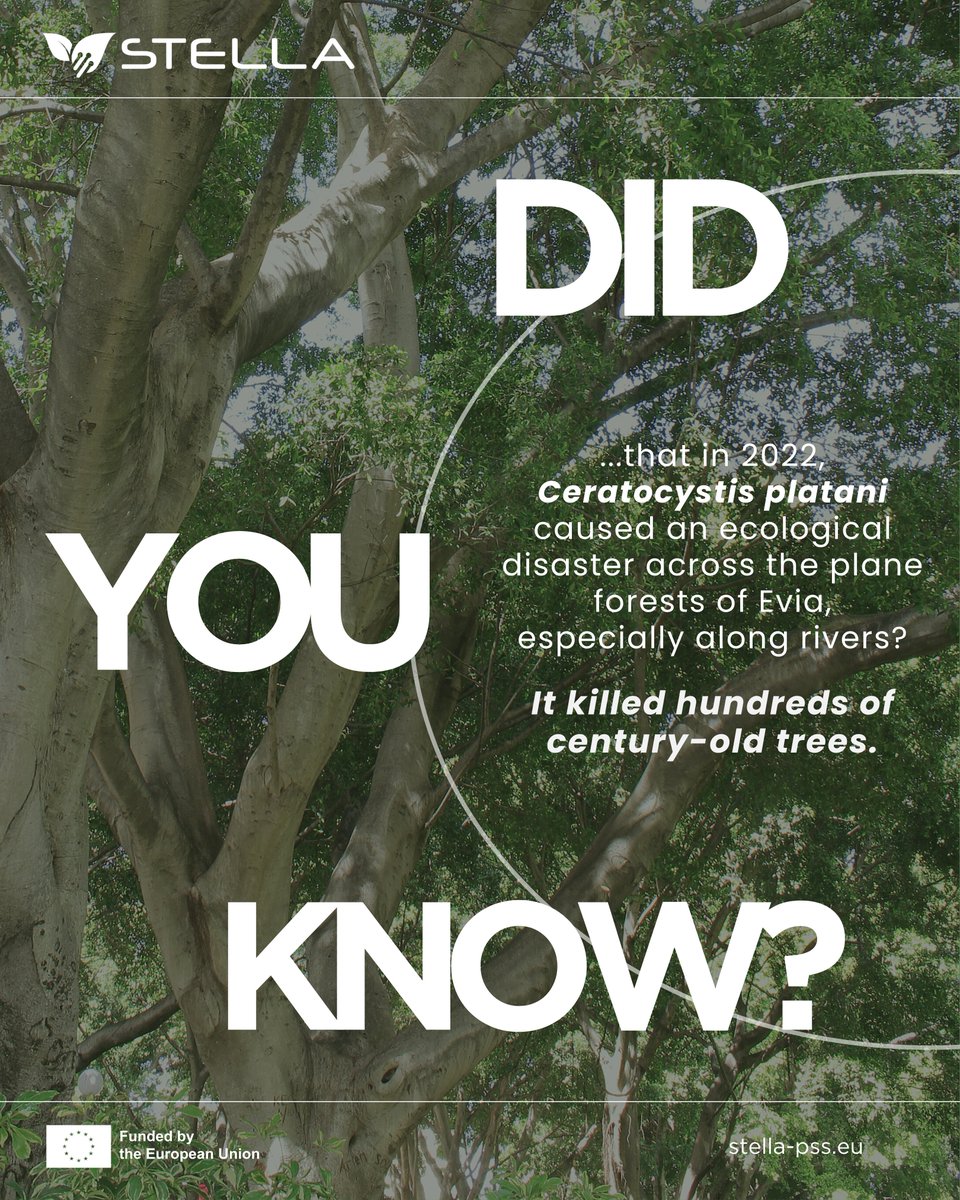 STELLAHorizonEU's tweet image. 𝗗𝗶𝗱 𝘆𝗼𝘂 𝗸𝗻𝗼𝘄 that a deadly fungus is threatening Europe’s plane trees? In 2022, Ceratocystis platani wiped out hundreds in Evia &amp;amp; the risk remains high for Pelion’s forests. Stay tuned for our new blog🔗stella-pss.eu #STELLAProject #PlantHealth #HorizonEU