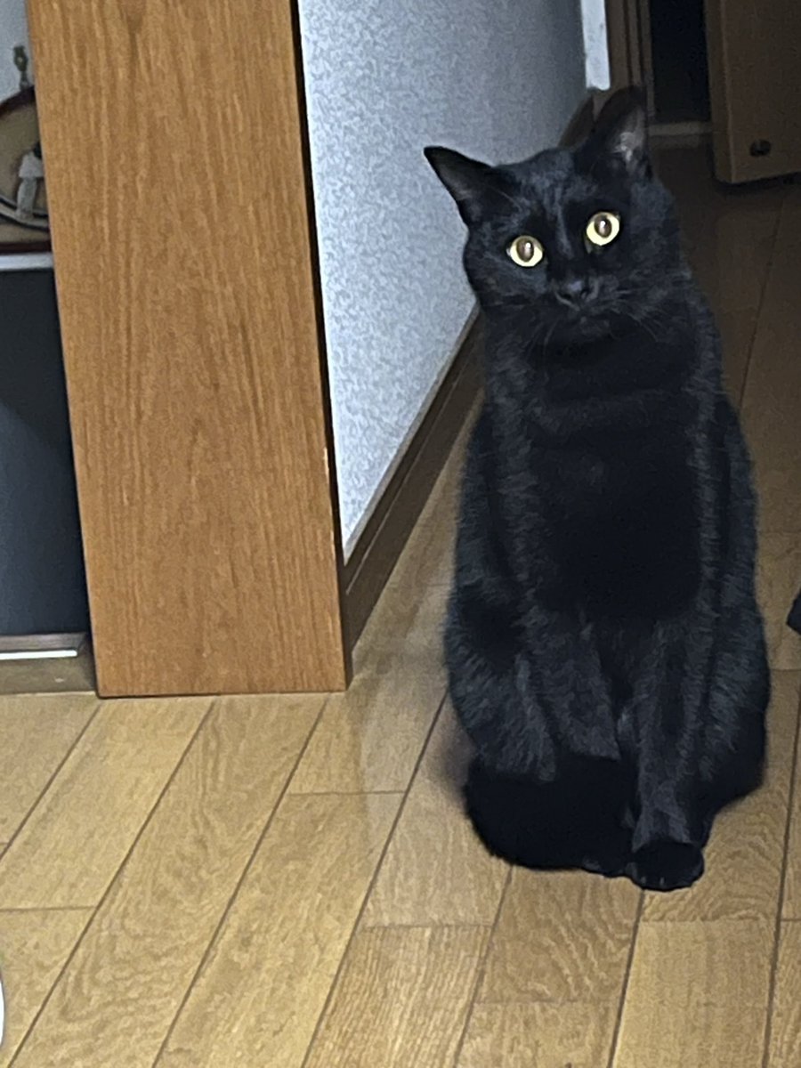 803Emi's tweet photo. 天くん🐈‍⬛窓になにかいました？
#黒猫　#二代目黒猫　#おしっぽ下げてます https://t.co/0CsJviPGvg
