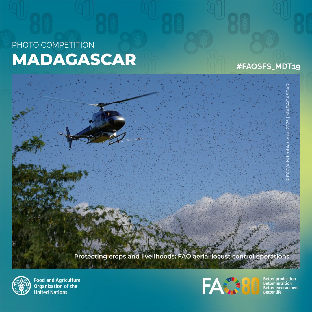faosfsafrica's tweet photo. 📷🗳️🇲🇬
🌾Protecting crops, pastures &amp; rural livelihoods
 👨🏾‍🔬 Community engagement &amp; environmental monitoring

In Madagascar @FAO &amp; partners are fighting locust infestations through aerial spraying, awareness campaigns &amp; impact evaluations—safeguard food security &amp; build resilience https://t.co/xZjQIJdBB3