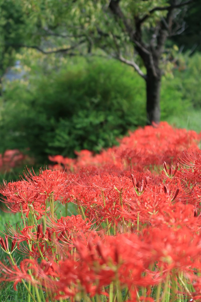 カズポットⅡ on X