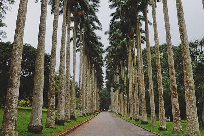elysiumtoursgh's tweet photo. Aburi Botanical Gardens, located in the Eastern Region of Ghana, play a vital role in protecting plant species and promoting ecological awareness. https://t.co/ClXljNmLRW