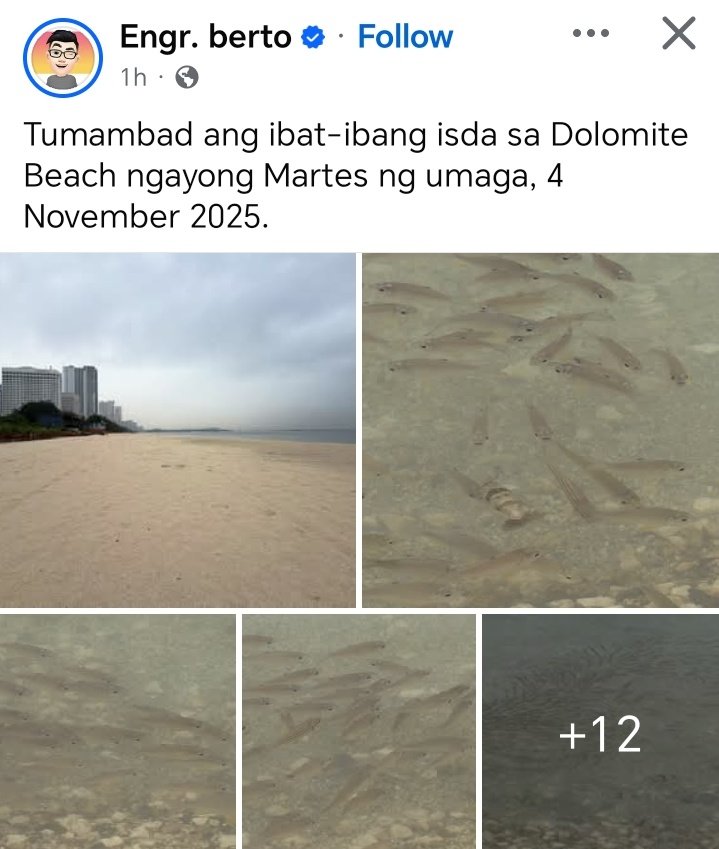 RyanLingo_'s tweet photo. Bakit naman kasi may isda na diyan sa Dolomite Beach e pang-basura lang yan?

Imbestigahan na yan dahil hindi yan nakikita nila Loren Legarda at Terry Ridon ang magandang naidulot niyan sa kalikasan!🫵🤣 https://t.co/08rPGcFhni