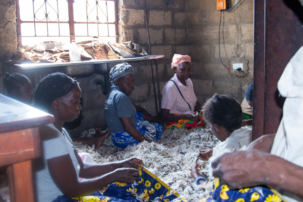 UNDPZambia's tweet photo. 🌞 From waste to wealth!
In Mongu, Ndowana Farming Club is turning chicken feathers into pillows, blankets, cooler bags &amp; jackets, &amp; plastic waste into pavers, all powered by solar energy.
Their ice blocks? Also solar-cooled.
Inclusive. Climate-smart. Locally led.
#ClimatePromise https://t.co/q75EwvcH5A