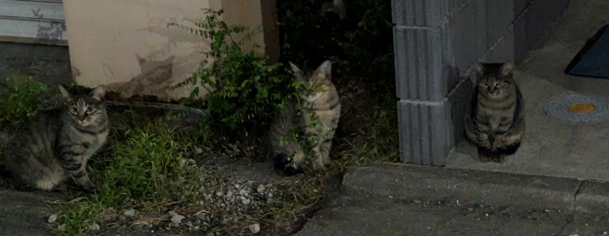 _taku_04_'s tweet photo. この前見かけた激カワねこ/•᷅•᷄\੭ https://t.co/0HXEtoME5U