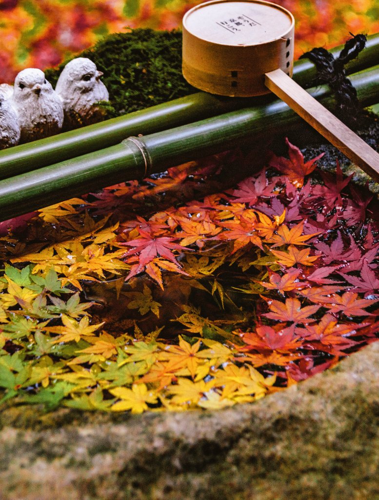 Ha_ku_zen's tweet photo. 日本の秋の 粋な趣 https://t.co/5ftCFdHXM6