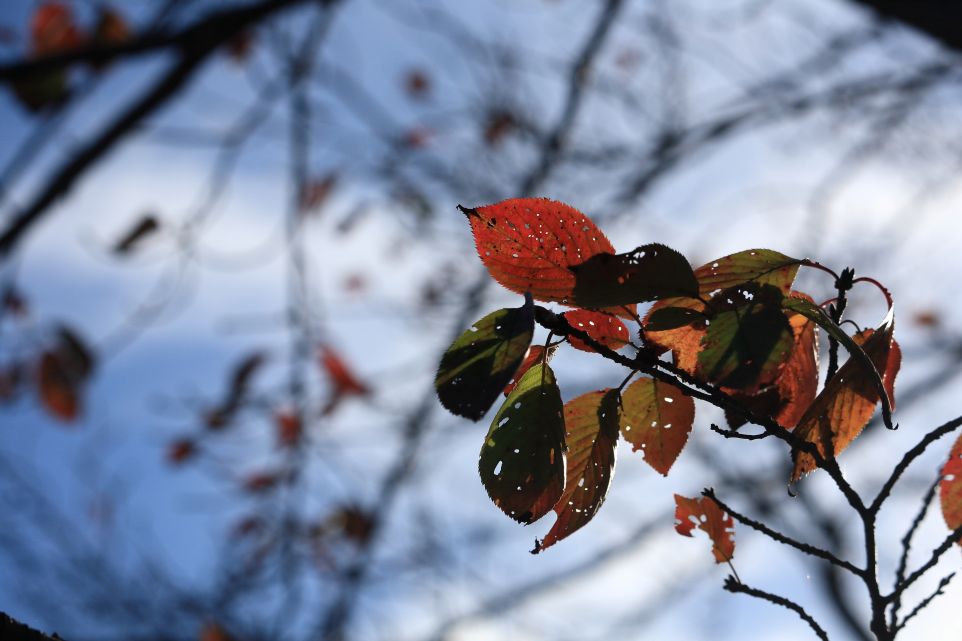 k_k6d's tweet photo. 自宅近くで撮影した葉の写真を。色とりどりの葉を空を背景に。
EOS5DにEF70∼300mmf4～5.6USMⅡの組合せ。
147mm、f8、1/2500秒で撮影。露出はマニュアルで。
#風景写真 #ネイチャー #EOS6DMark2 #葉の写真 https://t.co/hX7CFUdONZ
