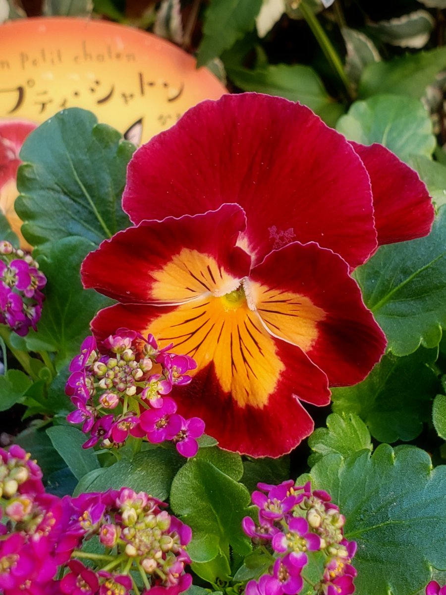 パンジー様ꕤ*.゜ kumi ꕤ*.ﾟ on X