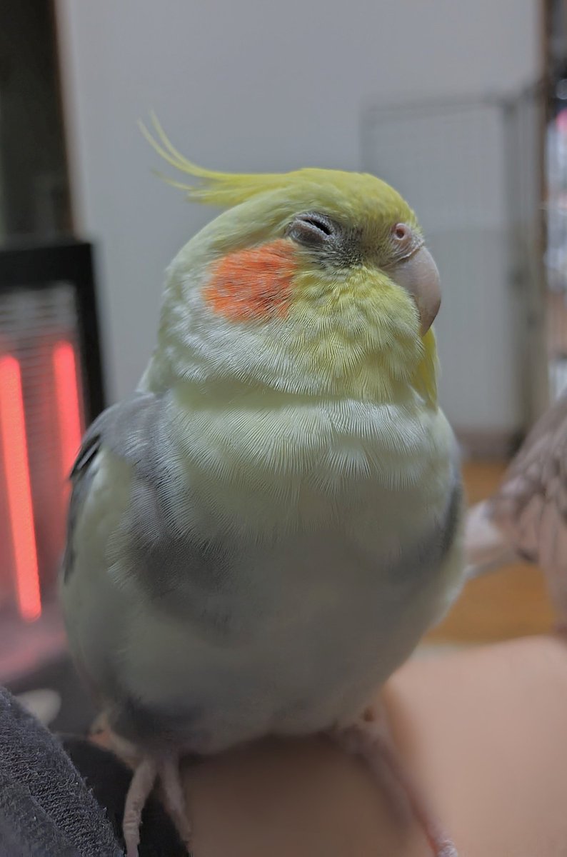 なつ君ただいま〜😊
🐦️ﾆｯｺﾘ

#オカメインコ
#インコ
#放鳥
#満足
