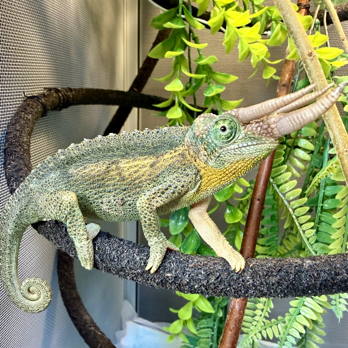 ぽよ太郎ページ Akao (@AkaoAka@poyoro.id) - ぽよろいどん