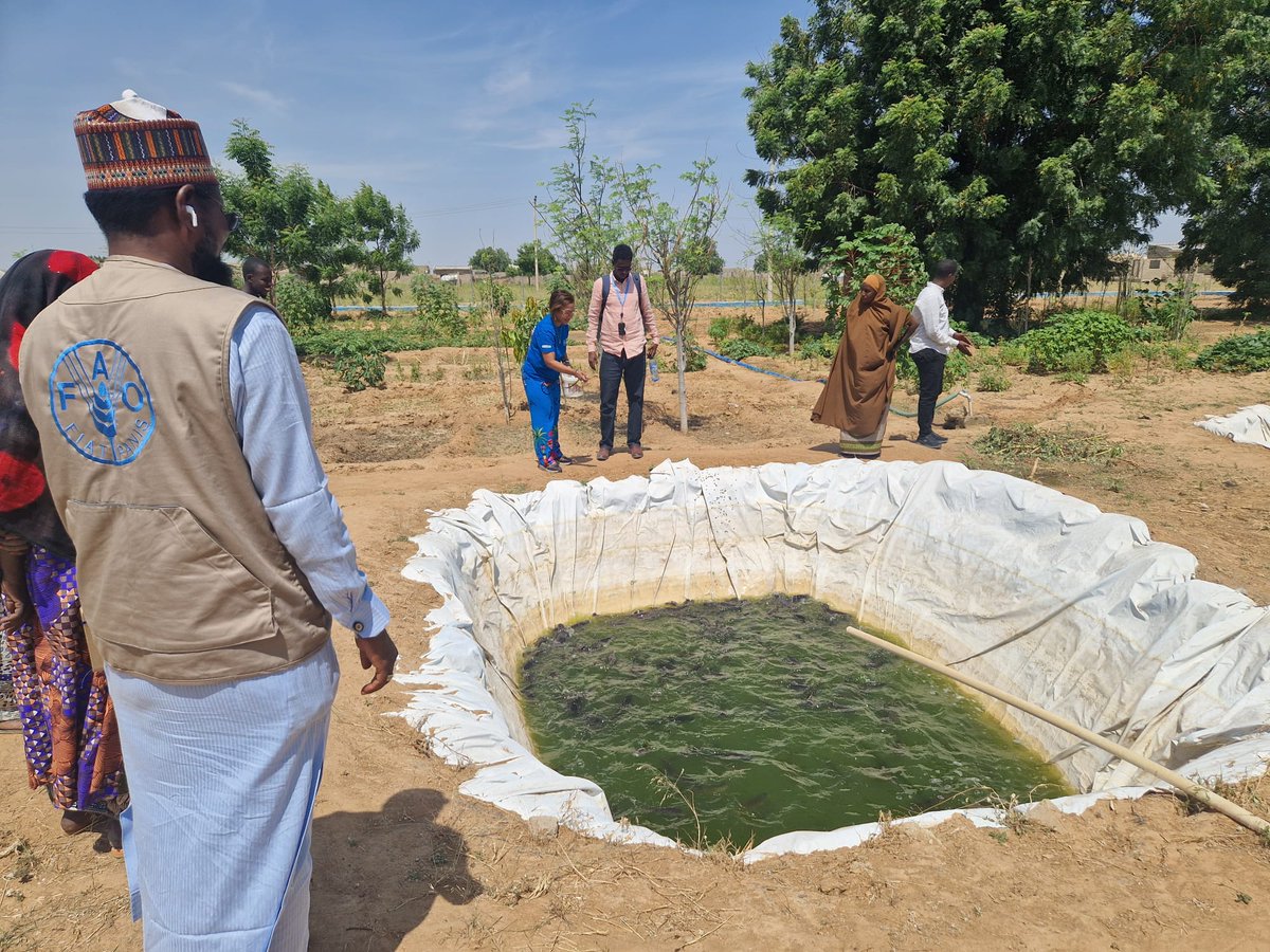 FAOSomalia's tweet photo. .@FAOSomalia shared #Somalia's Tom Brown cereal model on a #LearningRoute in #Nigeria . This nutrition-sensitive approach strengthen #fisheries  and #FoodSystems. 

Together with @MoH_Somalia &amp; @MFBESomalia we're now adapting the model for improved diets &amp; livelihoods. https://t.co/6YWsSVmfYi