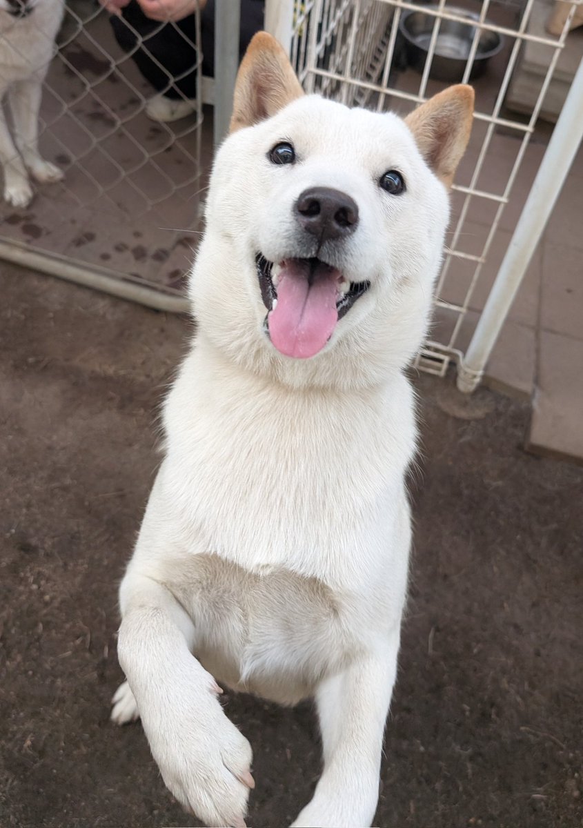 やっちゃん様 Amazon.co.jp: やったねたえちゃん！ 4 (MFコミックス フラッパー