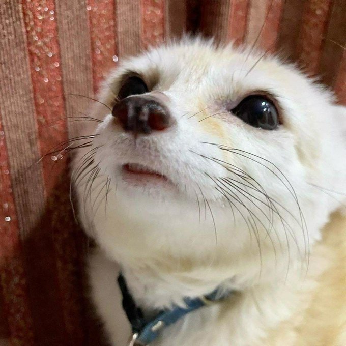 Alanna Gill (@ares18325) on Twitter photo 