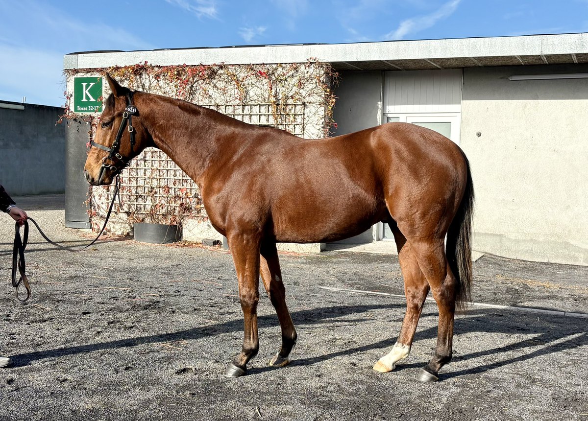 ACCLAMATION colt (Lot 621) <a href="/goffs/">gustavo servin o.</a> Autumn Sale sells first thing tomorrow. Out of the winning Pivotal mare Pinpointed, he is from the family of Immortal Verse (Pivotal), Henri Matisse and Ten Bob Tony. He missed his date at the Premier Sale, but is Harry’s Half Million Eligible.