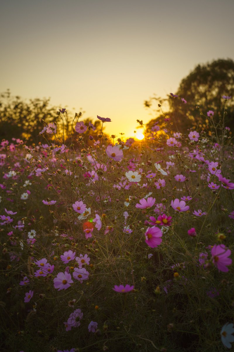 ライトニングさん専用　黒王丸 LEDマルチ電球【8/20発売】 - お知らせ | musashi（ムサシ