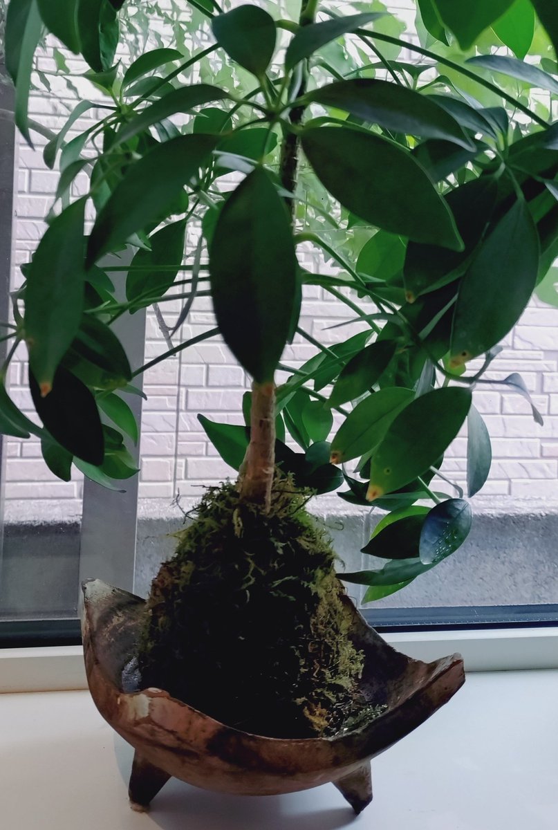 にこまる (@6yQgZFNMNk76215) / Posts / X