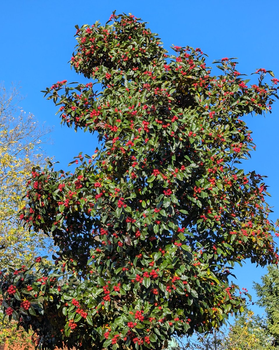 marneck17's tweet photo. #LoveOF ❤️
Momentaufnahme
Nach dem Novembergrauen Sonntag war es gestern herbstlich Bunt
Offenbach hat in schillernden Farben geleuchtet
Es war zauberschön
Aber seht selbst
Euch allen einen strahlend bunten Dienstag 🫶 https://t.co/WFWQjt53KK