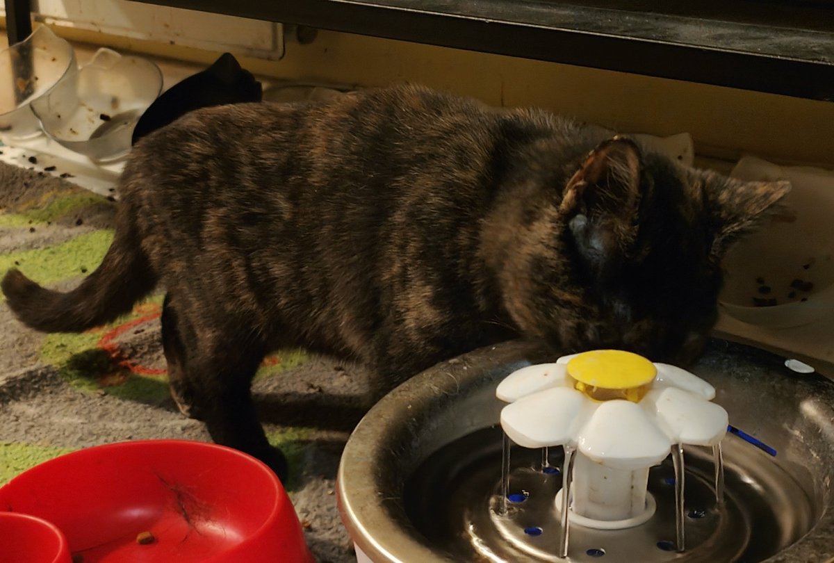 Niestety nie udało się uzbierać na badania Lucynki. Musiałem podjąć trudną decyzję i kupić jedzenie i żwirek dla pozostałych kotków. 

Jacuś miał zrobioną tylko podstawową diagnostykę. CREA i BUN podwyższone. Czyli nerki 

Nadal prosimy o pomoc 

zrzutka.pl/5zywr4