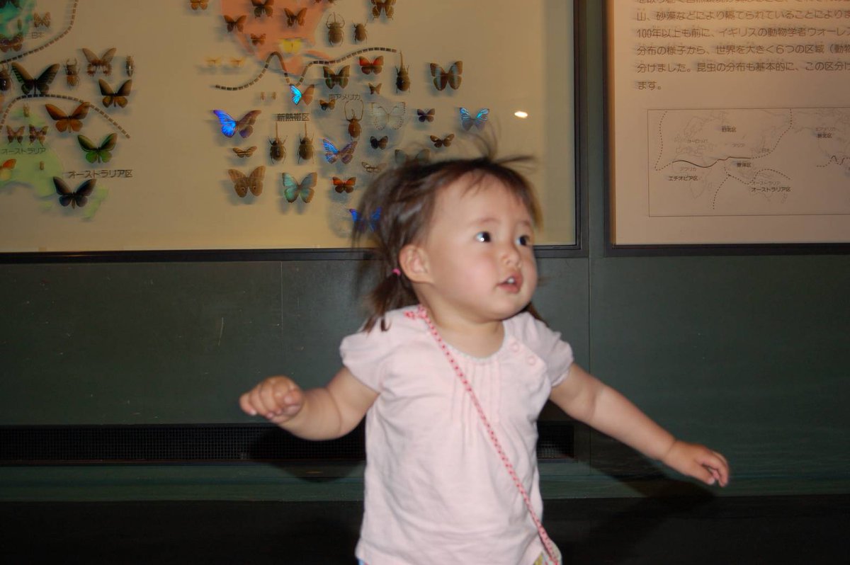 piyo_bug's tweet image. 「○○昆虫館行ってみてください」ってよく言っていただくのですが

橿原昆虫館、伊丹市昆虫館、箕面公園昆虫館、名和昆虫博物館、ぐんま昆虫の森、バンナ公園世界の昆虫館、多摩動物公園昆虫園、足立区生物園
あたりはプライベートで行ったことがあります！

全国の昆虫館全部巡るのが夢🦋…