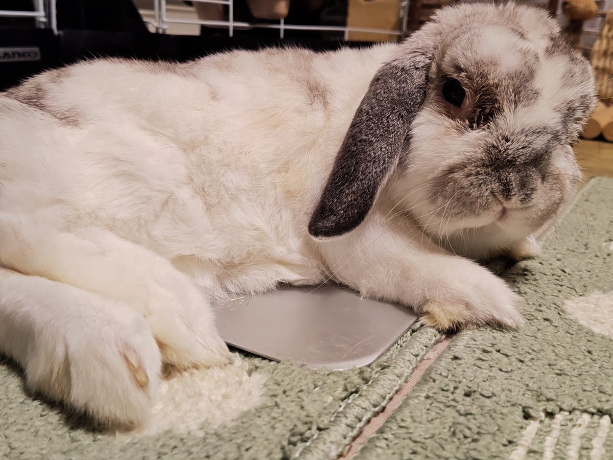 むみすけ (@mumisuke36) / Posts / X