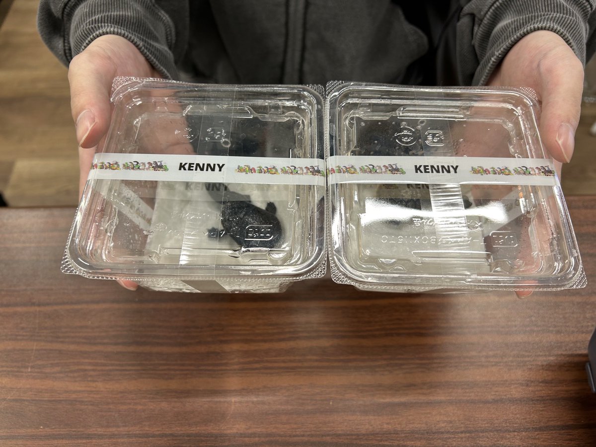 かめページ 爬虫類ショップ kennyイオンモール多摩平の森 on X