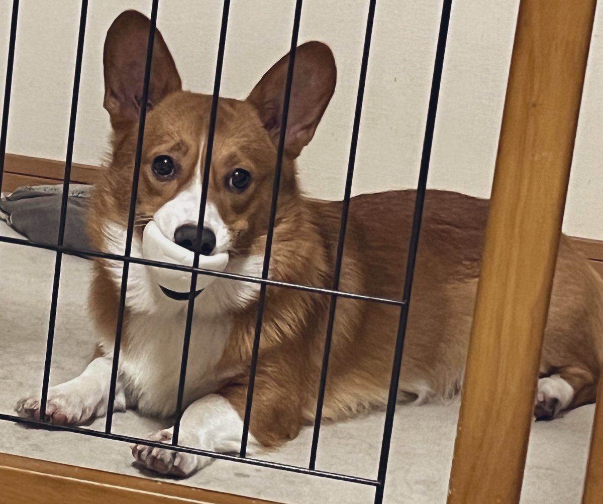 aika_corgi1112's tweet image. ボール、好きだねぇ。

#corgi
#Corgi
#CorgiLover 
#コーギー
#短足部
#コーギーのいる暮らし