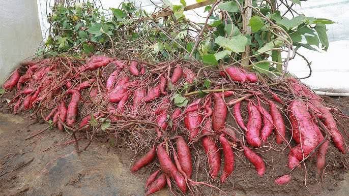 JoelOptimist1's tweet image. Sweet potatoes are one of the most resilient and profitable root crops. They thrive in diverse soils, require minimal input, and have a high demand in markets, restaurants, and processing industries.