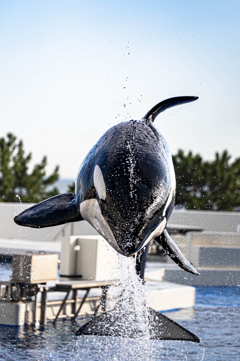 A shahvatli tranny it uslubida qattiq pounded uning anus oladi Tukli mushuk it uslubini korsatadi